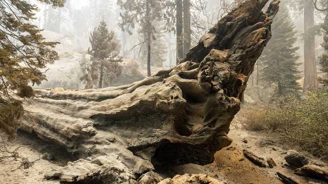 Grove of giant sequoia trees burns in California's Sierra National Forest