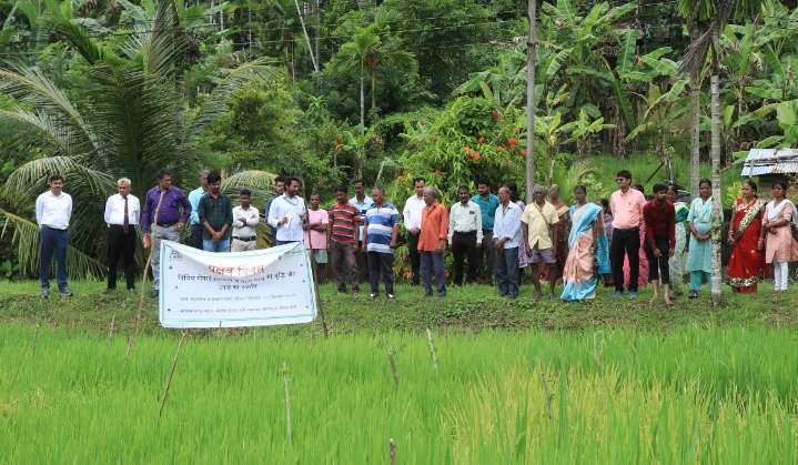 CIARI Holds Field Day on High-Yielding Rice Varieties to Boost Island Production