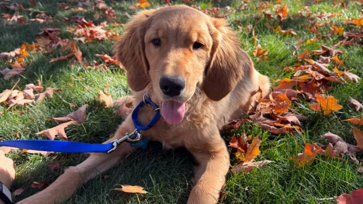 Three Golden Retriever puppies abandoned in Boston, sick with deadly virus