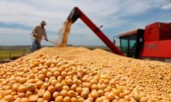 China se vuelca a la soja argentina y deja de lado a Estados Unidos