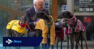 Scottish Government to support Green Bill to end greyhound racing