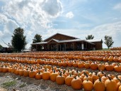 Tim’s Pumpkin Patch gets OK from town to expand and add concerts