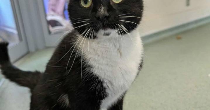 Cat owners warned amid outbreak of deadly virus in Coventry