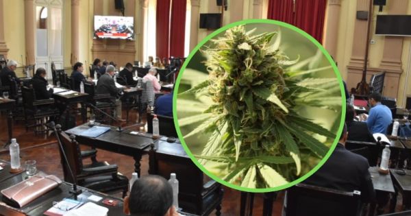 Salta aprueba la creación del Registro Provincial de Cannabis Medicinal