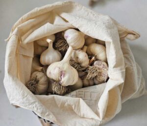 Growing great garlic: a guide to fall planting