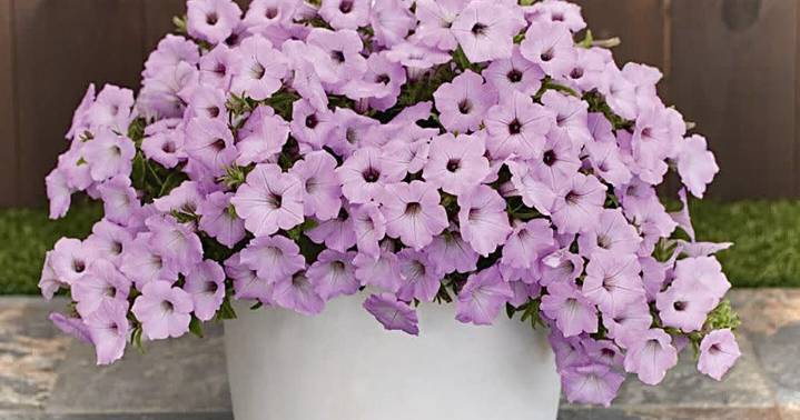 ON GARDENING: Vista Cool Jazz coming in 2026