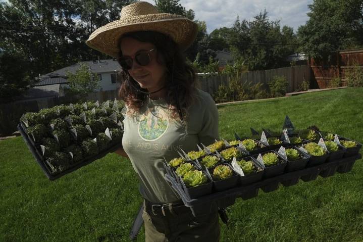 Move over, green lawns. Drier, warmer climate boosts interest in low-water landscaping – Winnipeg Free Press