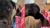 Missouri Great Dane Melts Everyone's Hearts By Checking On His Sleeping Brother
