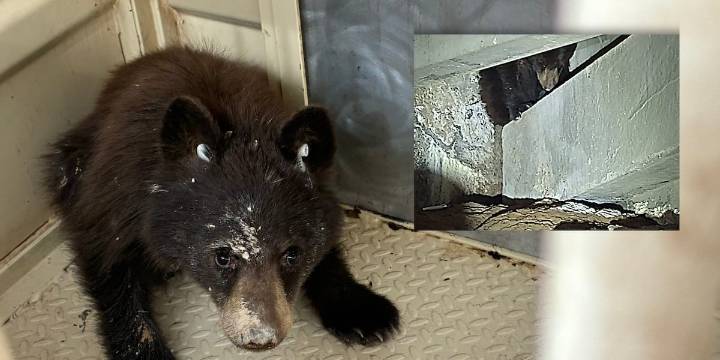 Bear cub sneaks into Colorado Springs hospital parking garage