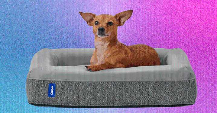 Our 8 Favorite Dog Beds for Every Kind of Dog