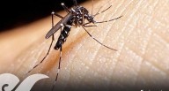 Puebla reduce 91% casos de dengue en 2025; de 2 mil 701 a 241 casos