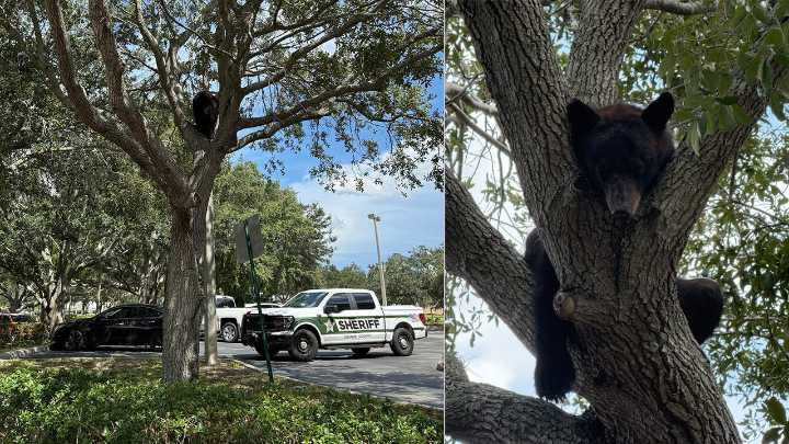 Bear believed to be hit by vehicle near Florida Mall expected to recover, officials say