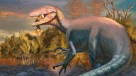 New dinosaur discovery reveals fierce megaraptoran predator