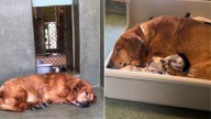 California Shelter Takes In A Senior Dog From The Streets And What They Discover Next Is Unexpected