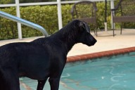 Dog Siblings 'Setting Sail' in Backyard Pool—Internet Can't Get Enough