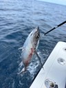 Oregon Coast experiencing ‘jumper year’ with unusual catches