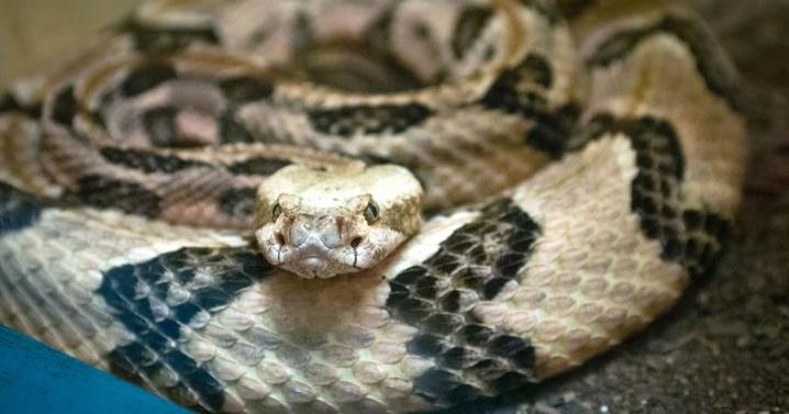 Snakes on a plane? How about a gym floor? This middle school had to close their as a result
