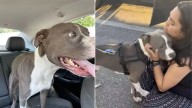 Florida Woman Breaks Down In Tears When Her Dog Returns After Two Years