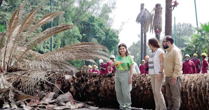 Detectan en la CDMX 9 mil palmeras “muertas en pie”