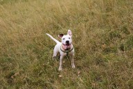 Hysterics as Deaf Pit Bull Tries Chasing His Tail
