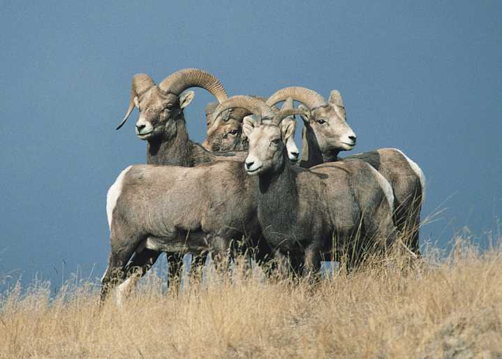 Here are the 2025 North Dakota bighorn sheep license recipients