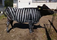 Vacas pintadas como cebras, lagartos amantes de la pizza y uñas longevas: los locos ganadores de los Ig Nobel 2025