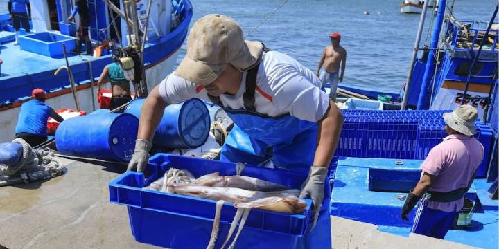 Pesca de calamar gigante: Produce adelanta cuota de más de 42 mil toneladas y anuncia mesa técnica nacional