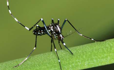 West Nile Virus detected in East Providence, North Attleborough