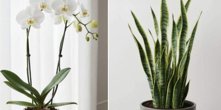 Qué es mejor tener en casa, una lengua de suegra o una orquídea: la IA responde
