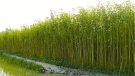Nagaland inks four-party MoU to boost jute and natural fibre farming, targets 8 districts