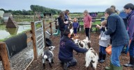 Family-friendly farm close to Cambs with goat walking and grooming sessions