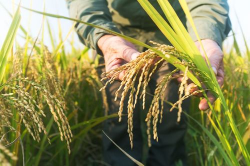 La sobreoferta mundial deprime los precios y reduce la siembra de arroz en Corrientes
