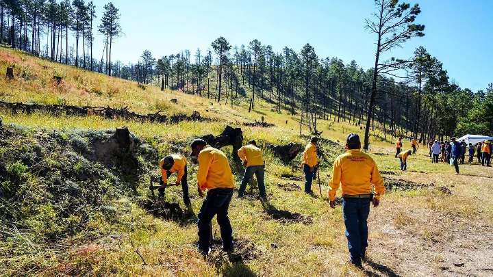 Unen fuerzas para reforestar Cumbres de Majalca Gobierno de Chihuahua y Súper Copa Roshfrans