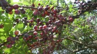 Beach plums: A secretive, seasonal treasure hunt on Long Island