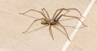 Stop spiders coming into your home to mate by flicking one switch at night