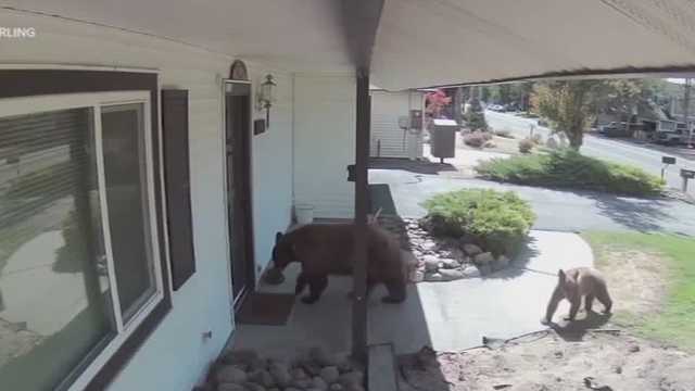 Tahoe residents rally to save mama bear Hope from death
