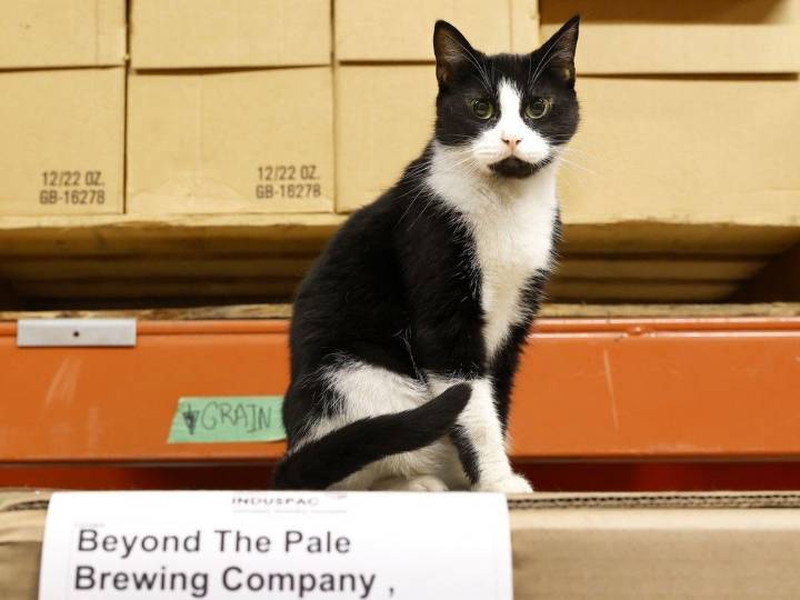 Subscriber only. How a 'working cat' saved Beyond the Pale thousands in pest control
