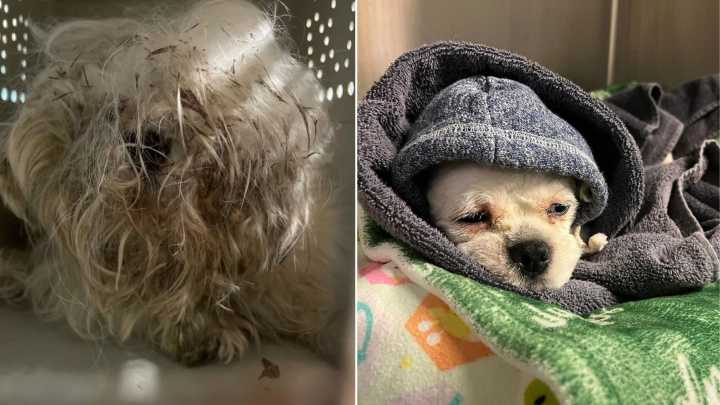 Missouri Stray Dog Hidden Beneath Matted Fur Stuns Rescuers With His Incredible Transformation