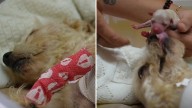 Perrita Cereza que se Salvó de la Explosión en Iztapalapa: Mueren 3 de sus 5 Cachorritos