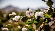 Ocho millones y medio de españoles viven en la segunda región del mundo en producción de algodón
