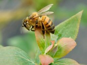 Más de mil especies de abejas contribuyen a preservar la vida en la Tierra