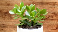 Cómo fertilizar tu árbol de jade en primavera