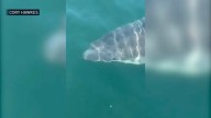 Great white sharks in Maine, what to know