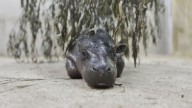 Tahlequah native helps care for viral baby hippo Mars at Kansas wildlife park