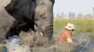 Terrifying moment charging 6-ton bull elephant flips two British couples out of safari canoe & tries to trample them