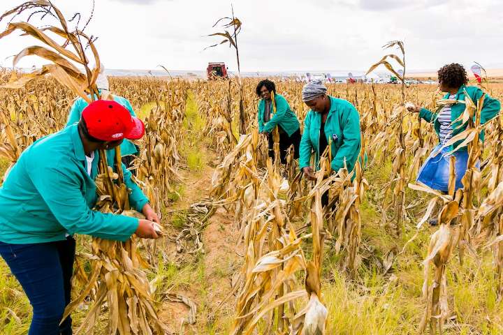 “Oportunidad enorme”. El gran continente que podría aprovechar 400 millones de hectáreas, pero solo usa el 10%