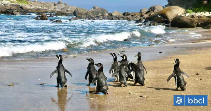 Liberan a nueve pingüinos de Magallanes en Zapallar tras exitosa rehabilitación