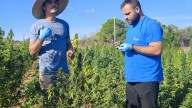 El renacer del cáñamo: La cooperativa Noma impulsa un cultivo regenerativo y sostenible para un futuro verde de Mallorca
