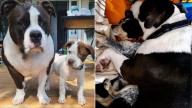 Minnesota Pittie Shocks His Mom With How He Treats Every Foster Puppy That Enters Their Home