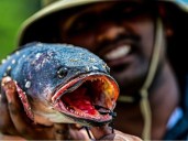 Sri Lanka tries to hook anglers on invasive fish species